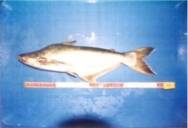 Gambar 4.  Ikan patin (Pangasius hypophthalmus) yang digunakan sebagai   