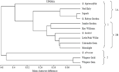 Figure 2. Dendrogram using UPGMA of distance matrix based on mean character of differences of 13 Grevillea genotypes reprensenting ten hybrids and three species.