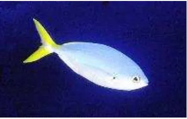 Gambar 4. Ikan ekor kuning (Caesio spp.) (Sumber : DKP, 2007) 