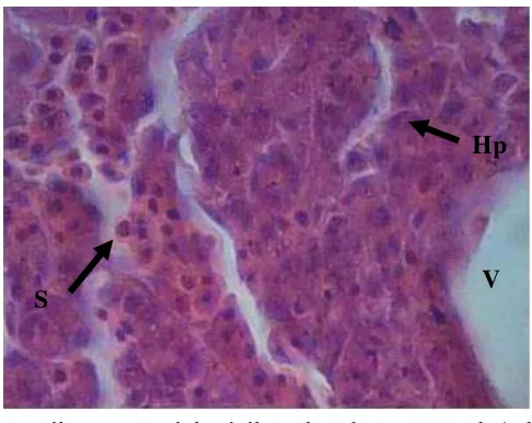 Gambar 2. Mikroanatomi hati ikan bandeng normal (Alifia dan Djawad 2000). Perbesaran 40X10