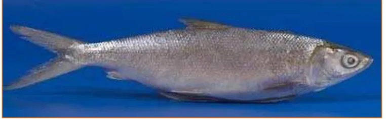 Gambar 1  Ikan bandeng (Chanos chanos, Forskal). 