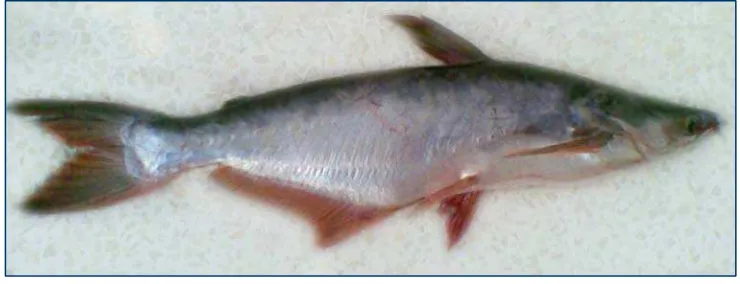 Gambar 2  Ikan patin (Pangasius sp.). 
