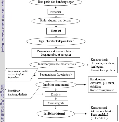 Gambar 4  Diagram alur kerja penelitian pemurnian inhibitor katepsin. 
