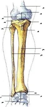 Gambar 1. Tulang Pembentuk Sendi Lutut (Putz & Pabtz, 2000) 