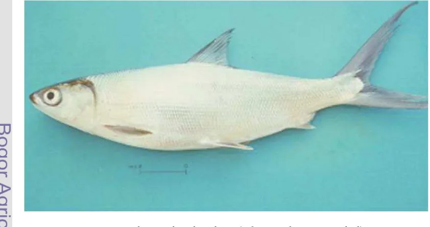 Gambar 2  Ikan bandeng (Chanos chanos, Forskal). Sumber: Mansyur dan Tonnek  (2003).  
