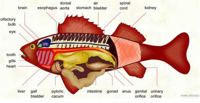 Gambar 3 Anatomi ikan secara umum.  Sumber: http://www.infovisual.info/02/ 033 _en. html
