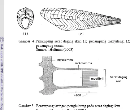 Gambar 5   Penampang jaringan penghubung pada serat daging ikan. 