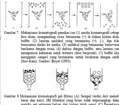 Gambar 8 Mekanisme kromatografi gel filtrasi (A) Sampel terdiri dari molekul besar dan kecil, (B) Molekul yang besar tidak terperangkap dalam matriks gel sehingga keluar dari kolom lebih cepat, (C) Pengelusian molekul-molekul sampel