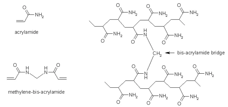 Gambar  9 Reaksi pembentukan gel poliakrilamide. 
