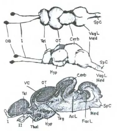 Gambar 4  Bagian otak dorsal (gambar atas), lateral (gambar tengah), longitudinal (gambar bawah)