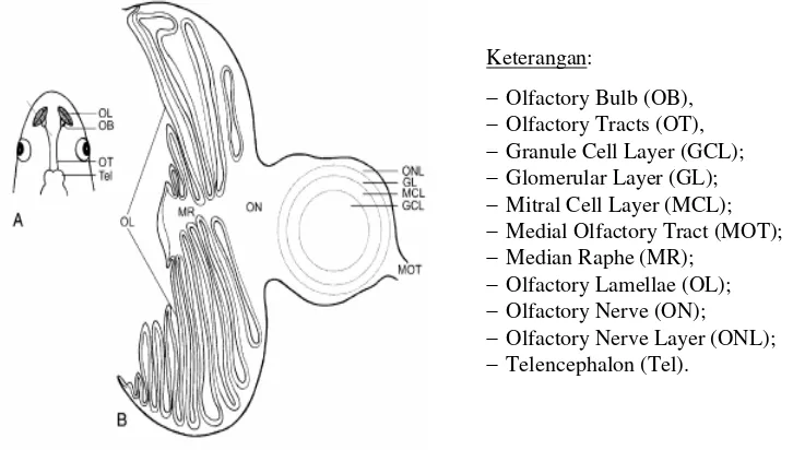 Gambar 5  Sistem penciuman (olfactory) pada ikan (Sumber: Schultz 2004) 