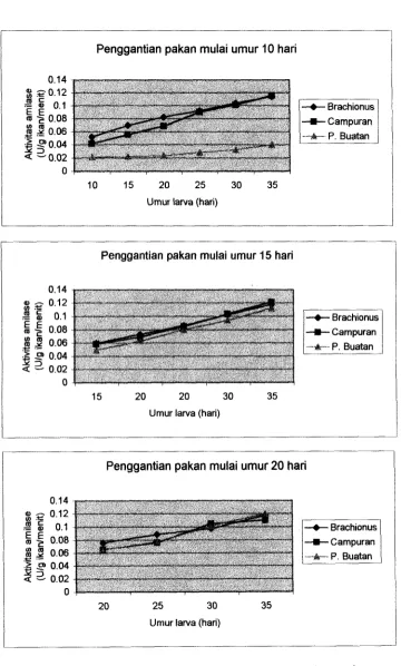 Gambar 15. Aktivitas enzim 4- amilase setiap pengamatan pada penggantian Brachionus dengan pakan buatan mulai umur 10, 15 dan 20 hari 