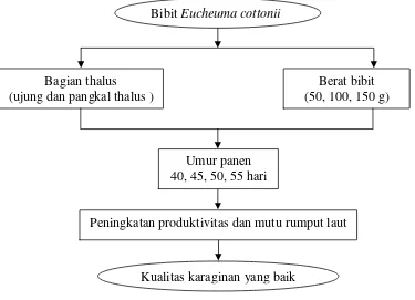 Gambar 1. Kerangka pimikiran penelitian karakteristik fisiko-kimia karaginandari Eucheuma cottonii pada berbagai bagian thalus, berat bibit, danumur panen.