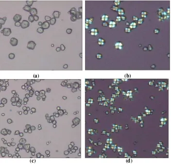 Gambar 11. Bentuk granula dan sifat birefringence pati jagung perbesaran 20 x. (a) & (b) pati jagung tanpa HMT ; (c) dan (d) pati jagung HMT skala laboratorium