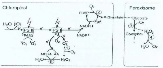 Gambar 2 Produksi ROS pada transpor elektron fotosintesis pada kondisi cahayatinggi (Apel dan Hirt 2004).