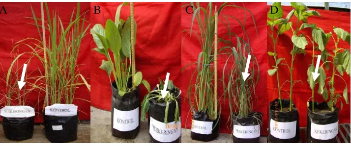 Gambar 5 Morfologi tumbuhan percobaan pada hari 12 HSK. (A) padi gogo, (B) caisim,(C) Echinochloa, dan (D) bayam 