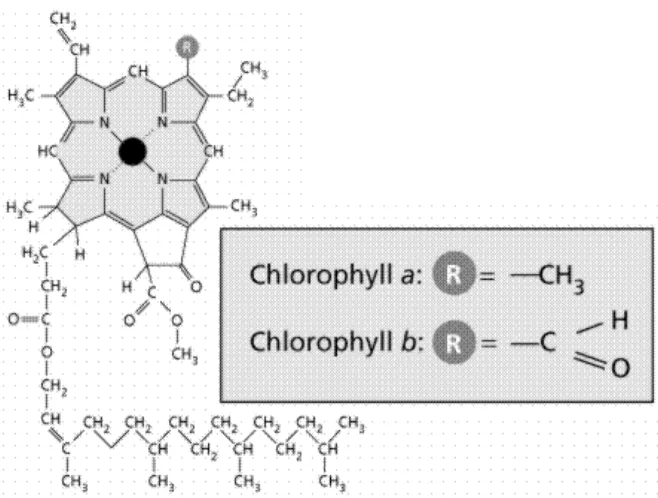 Gambar 5. Struktur molekul klorofil-a dan klorofil-b (Curtis, 1978) 