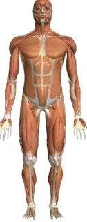 Gambar II.6 Sistem Otot Manusia. 