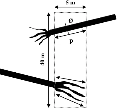 Gambar 2.  Pengukuran panjang dan diameter untuk menghitung nekromasa pohon yang roboh dalam jalur transek (Sumber : Hairiah et al, 1999)