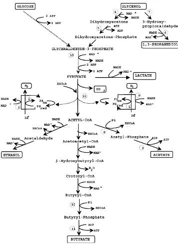 Gambar 2. Jalur Metabolisme Anaerob Clostridium butyricum. 1. Hidrogenase; 2 Ferredoxin-NAD(P)+reductase; 3