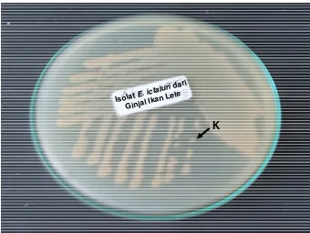 Gambar 6.  Koloni E. ictaluri yang tumbuh di media TSA, hasil dari uji pengembalian virulensi bakteri yang diinfeksikan ke ikan lele
