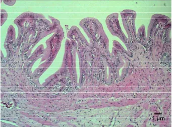 Gambar 29. Hiperplasia sel goblet pada jaringan usus ikan lele jam ke- 2 pi E. ictaluri, Pewarnaan HE, skala 1 µm  