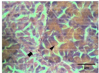 Gambar 37. Jaringan pankreas ikan lele yang normal, pada jam ke-2 pi E. ictaluri. Tanda panah adalah pulau Langerhans  yang dikitari oleh sel asinar aktif berisi granula zimogen