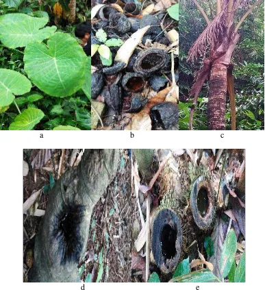 Gambar 1. Jenis tumbuhan yang ditemukan pada area perkebunan di kota Bandarlampung sebagai berikut: a