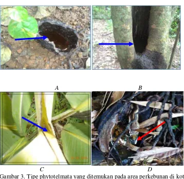 Gambar 3. Tipe phytotelmata yang ditemukan pada area perkebunan di kota Bandarlampung sebagai berikut: A