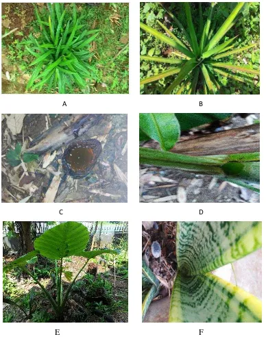 Gambar 5. Beberapa jenis tumbuhan yang ditemukan pada area Pemukiman              di kota Bandarlampung sebagai berikut: A