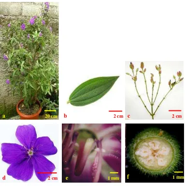 Gambar 1  Morfologi tanaman T. langsdorffiana: a. tanaman berupa semak berkayu; b. daun tunggal; c
