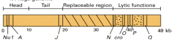 Gambar 2  Peta genetik bakteriofage  (Lodish et al. 2000). 