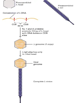 Gambar 3  Penyusunan virus bakteriofage λ (Lodish et al. 2000). 