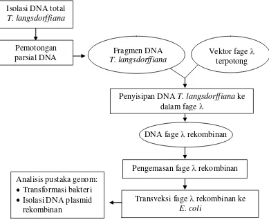 Gambar 6  Tahapan konstruksi pustaka genom.