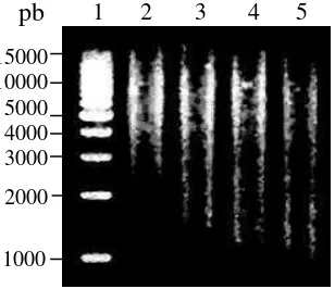 Gambar 7  Fragmen DNA T. langsdorffiana hasil pemotongan parsial dengan Sau3AI. Lajur 1 = marker 1 kb ladder (Bexel Biotechnology); lajur 2 = DNA/Sau3AI 0.01 U; lajur 3 = DNA/Sau3AI 0.015 U; lajur 4 = DNA/Sau3AI 0.02 U; lajur 5 = DNA/Sau3AI 0.04 U