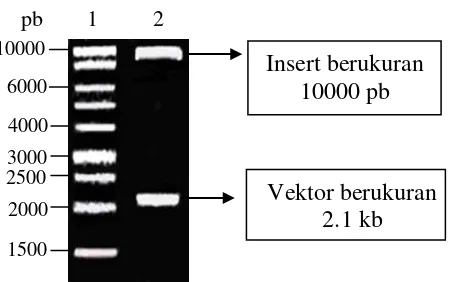 Gambar 10  Plasmid rekombinan yang dipotong dengan EcoRI. Lajur 1 = marker 1 kb ladder (Promega); lajur 2 = vektor rekombinan/EcoRI