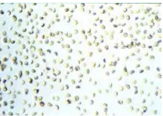 Gambar 12  Mikroalga Nannochloropsis oculata. 