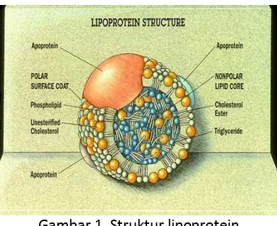 Gambar 1. Struktur lipoprotein 
