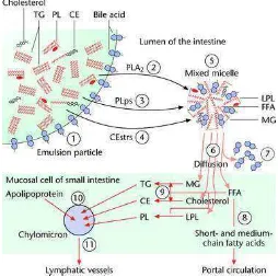 Gambar 2. Absorpsi kolesterol intestinal dan transport 