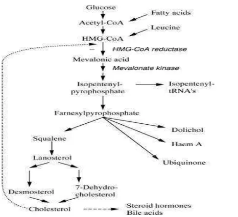 Gambar 4. Skema sederhana sistem lipoprotein dalam transpor lipid pada manusia receptors (Talbert, 2008) 
