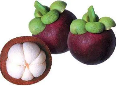 Gambar 1. Buah Manggis Garcinia mangostana Linn. 