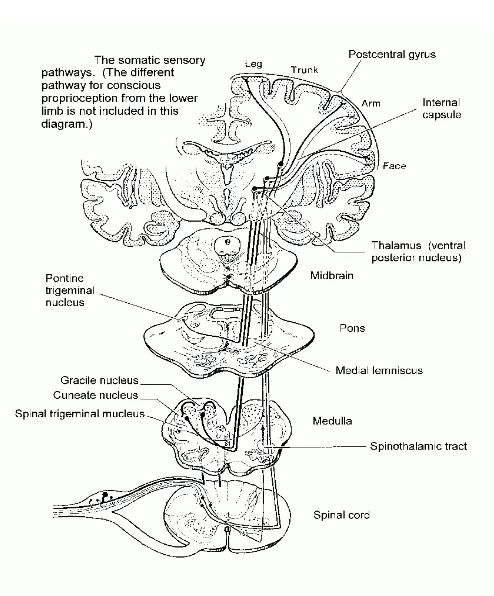 Gambar 1. Anatomi Otak 