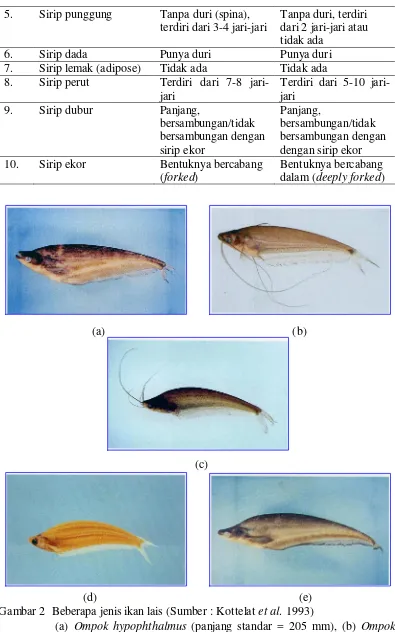 Gambar 2  Beberapa jenis ikan lais (Sumber : Kottelat et al. 1993)(a) Ompok hypophthalmus (panjang standar = 205 mm), (b) Ompokeugeneiatus (panjang standar = 52 mm), (c) Kryptopterus limpok(panjang standar 120 mm), (d) Kryptopterus schilbeides (panjangstandar 76 mm), (e) Kryptopterus apogon (panjang standar 240 mm)