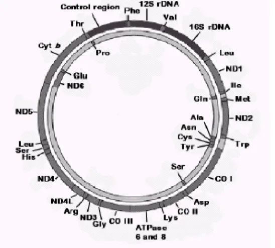 Gambar 3  Skema molekul sirkuler pada genom mitokondria vertebrata yang                  kekal