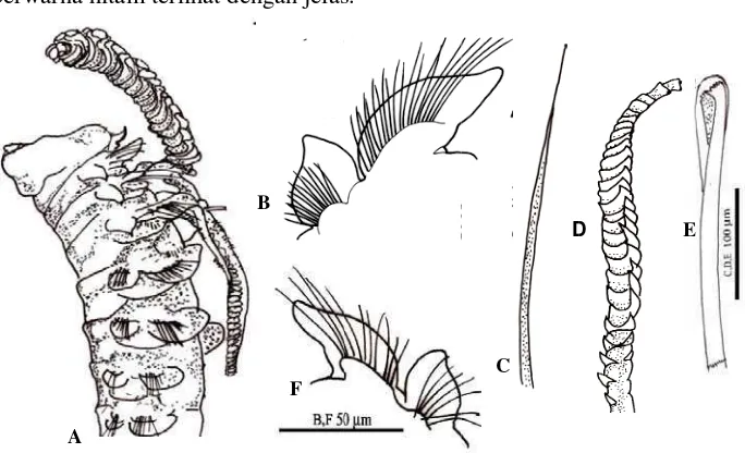 Gambar  2  GCsPaC. neuropodiasetiger 26, F. Paraprionospio al limbate capiParapodial setigmorf A Teluk llary setiger 8ger pertama