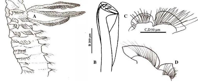 Gambar 4 Psetiger 29,  ParaprionospioC. Parapodial o morf C spesilamella setigeimen Mimika .er10,  D