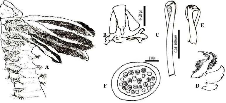 Gambar 6  GbdsPabagian prostomdengan notoposetiger 24.       araprionospio mmium melebarodial lamella,                        morf E koleksr,  C