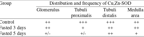 Table 1. The number of polymorphonuclear (inflammatory) cells, in theinterstitial renal tubule cells of the male Wistar rats