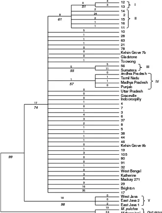 Fig. 1 Phylogeneticabove branches indicatebranch length and numbersbelow branches in italicsparsimony tree generatedfrom PAUP 4.0 based oninternal transcribe spacer(ITS) nucleotide sequencedata