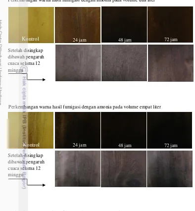 Gambar 4  Tingkat pewarnaan karena perlakuan konsentrasi amonia dan lama waktu Perkembangan warna hasil fumigasi dengan amonia pada volume dua liter 
